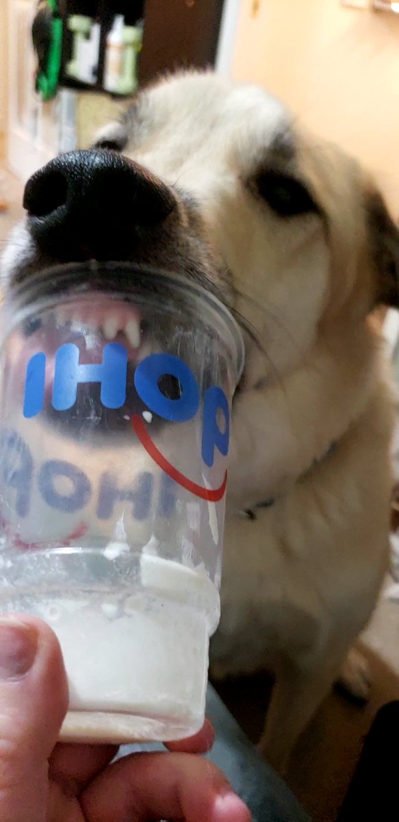 Frozenwheelz's tweet photo. Thanks to @IHOP accidentally delivering us a small vanilla milkshake, Loki got to try whipped cream and vanilla for the first time!
#dogsoftwitter
#dogmomlife
#lifewithLoki https://t.co/CS0SuQ42Ey