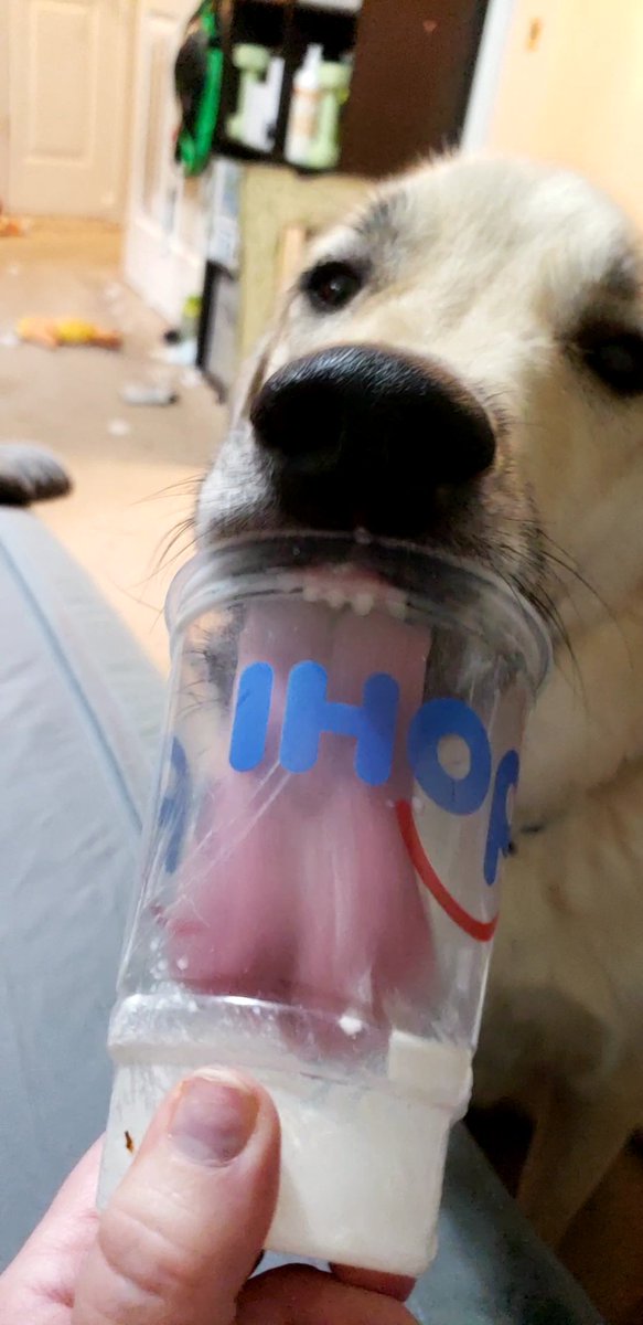 Frozenwheelz's tweet photo. Thanks to @IHOP accidentally delivering us a small vanilla milkshake, Loki got to try whipped cream and vanilla for the first time!
#dogsoftwitter
#dogmomlife
#lifewithLoki https://t.co/CS0SuQ42Ey