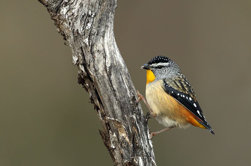 Excited to have this visitor in my inner urban courtyard lately. Promptly registered in this week's Backyard Bird Count #AussieBirdCount
birdlife.org.au/bird-profile/s…