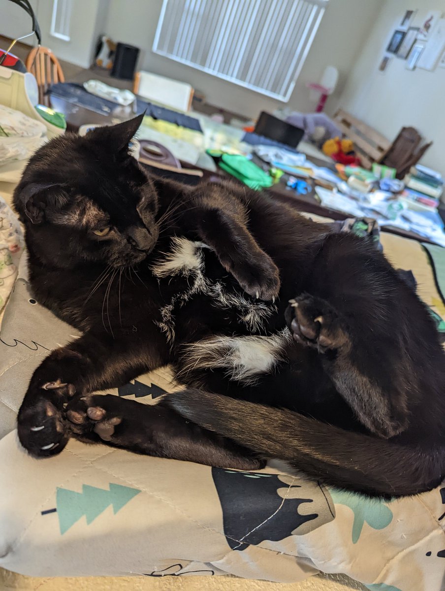 AmySaysREAD's tweet photo. @NeolithicSheep This is T'Challa. He's a very good Black Panther. https://t.co/ZjrA5HwewV