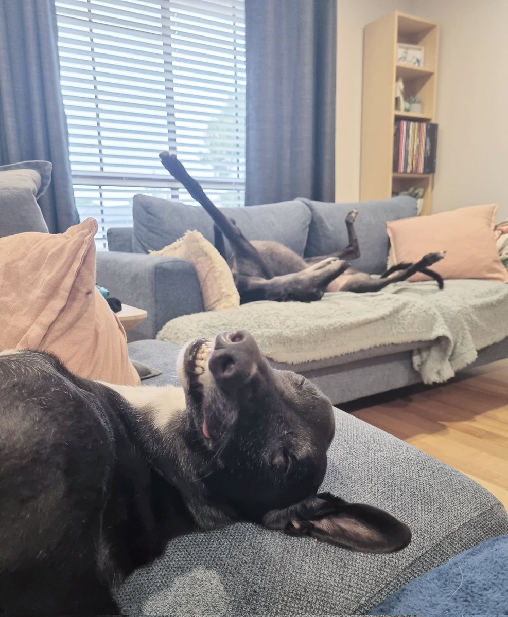 GumtreeGreys's tweet photo. 🤔 If you could only show someone ONE photo to convince them to adopt or foster a #greyhound, which photo would you show them? 

📸 Here's one of our social crew's top choice, Kate's hounds Blake and Jerry. 

Your turn 👇🏼

#gumtreegreys #greyhoundguardians #adoptdontshop https://t.co/tIEH0vA46B