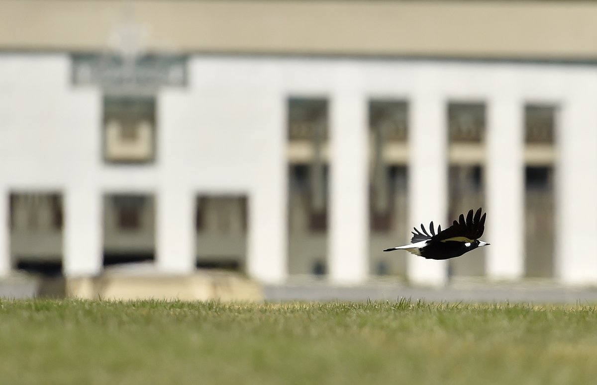 ParlHouseCBR's tweet photo. The Aussie Backyard Bird Count is on this week. You can join in by observing and counting birds near you to help @BirdlifeOz develop an understanding of local birds. Here are some of the birds we’ve seen on the grounds of Parliament House. Can you identify them? 

📷 AUSPIC https://t.co/l90NkPprpU