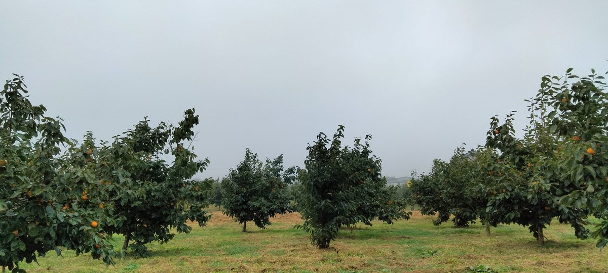 FUTUREFOXMACHIO's tweet photo. おはようFOX！
今朝の松川町は小雨が降っています。
日曜日は愛知県で行われたフリーマーケットに行ってきたのですが、悩みすぎて結局何も買えませんでした(笑)
フリーマーケットって行くだけで楽しいのですがなんだかんだ物を買うことが少ないです。
今日も1日よろしくお願いします！
#FUTUREFOX https://t.co/u8nYM4ZTde