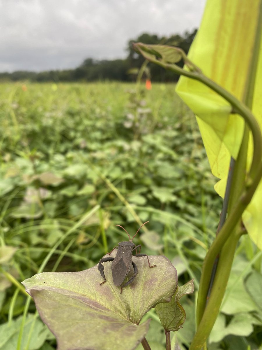 The 2022 sweetpotato field season is almost over...take a look at some of our field visitors 
🍠🍠🍠😇