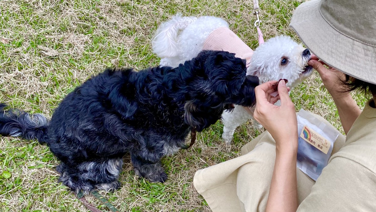 おはようございます😊
お友達ママからのおやつ🍖を待ちきれずに、舌ペロ👅しちゃうラテさん😂
お友達はまだパピーなのに、ちゃんとマテ✋してて偉すぎる〜！
ラテもお姉ちゃんらしく頑張らなくては😂

#ビションプー #トイプードル #ビションフリーゼ  #MIX犬 #犬のいる暮らし #犬好きさんと繋がりたい