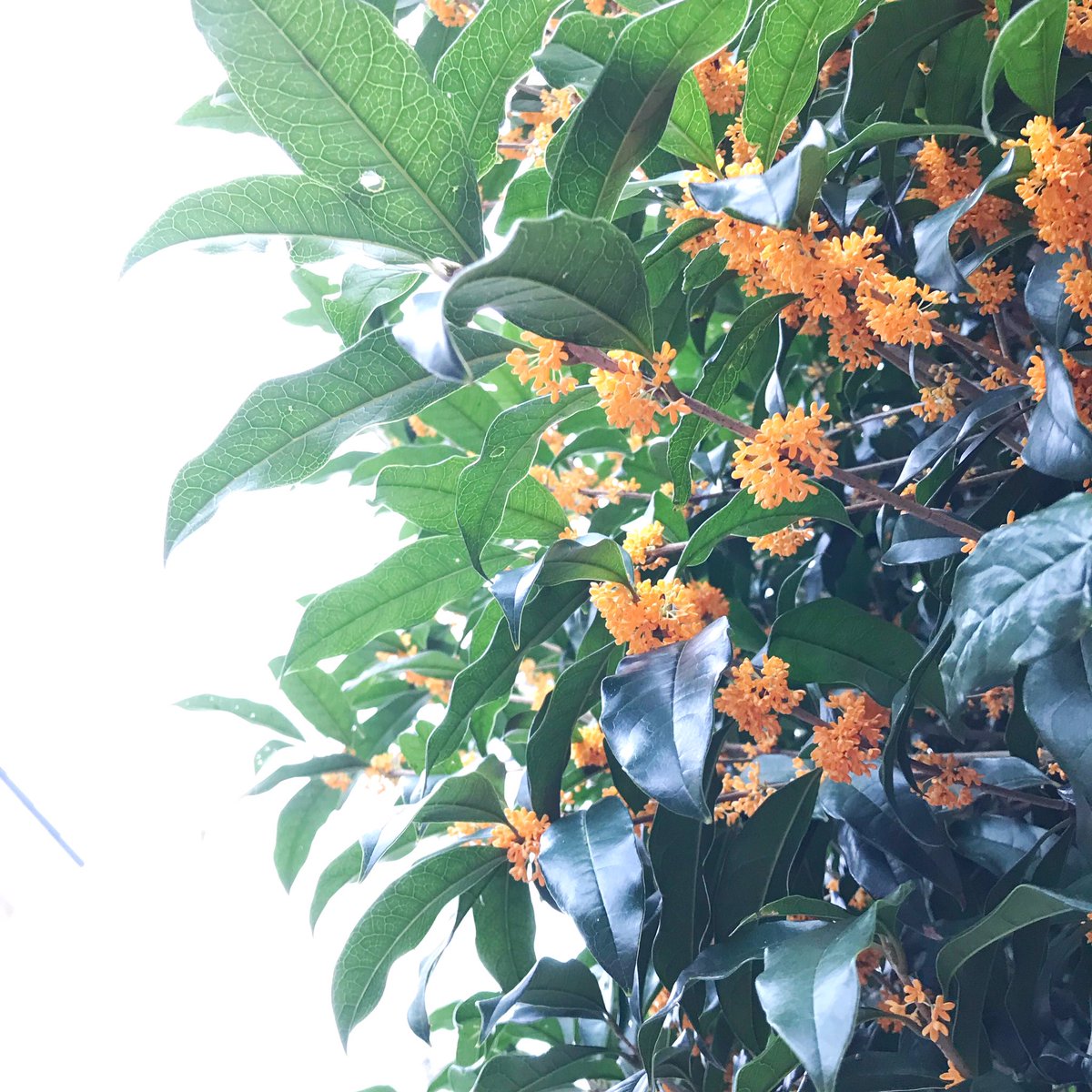 あいにくの曇り空。金木犀の香りがしたので上を見上げると、金木犀が、ほら。今日も元気に行ってきます。#金木犀の香り