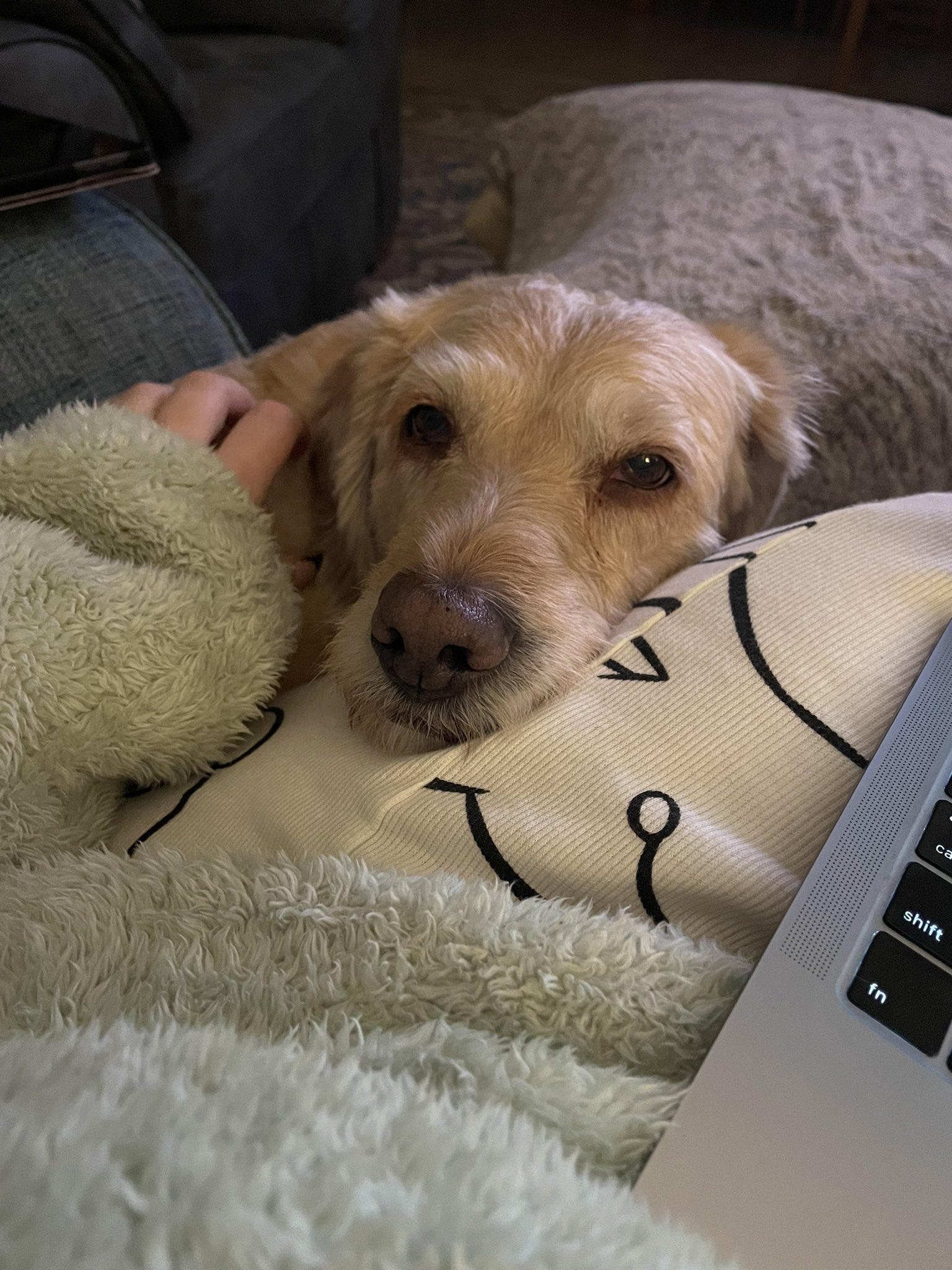 Dog sleeping cheap on me