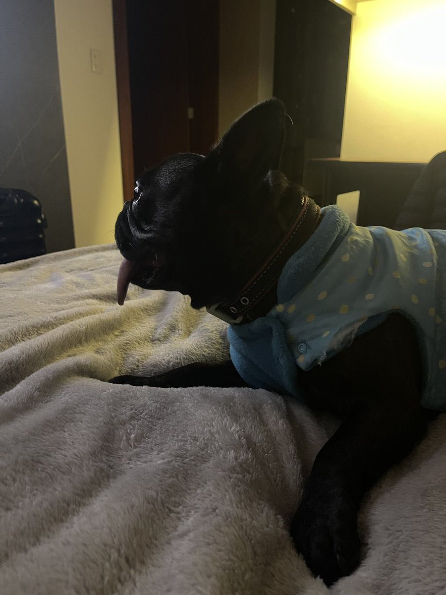 monicabanegasc's tweet photo. Llegar a casa y verte es lo mejor, mi bebé #Thorito ❤️ https://t.co/wuLy53wCXg
