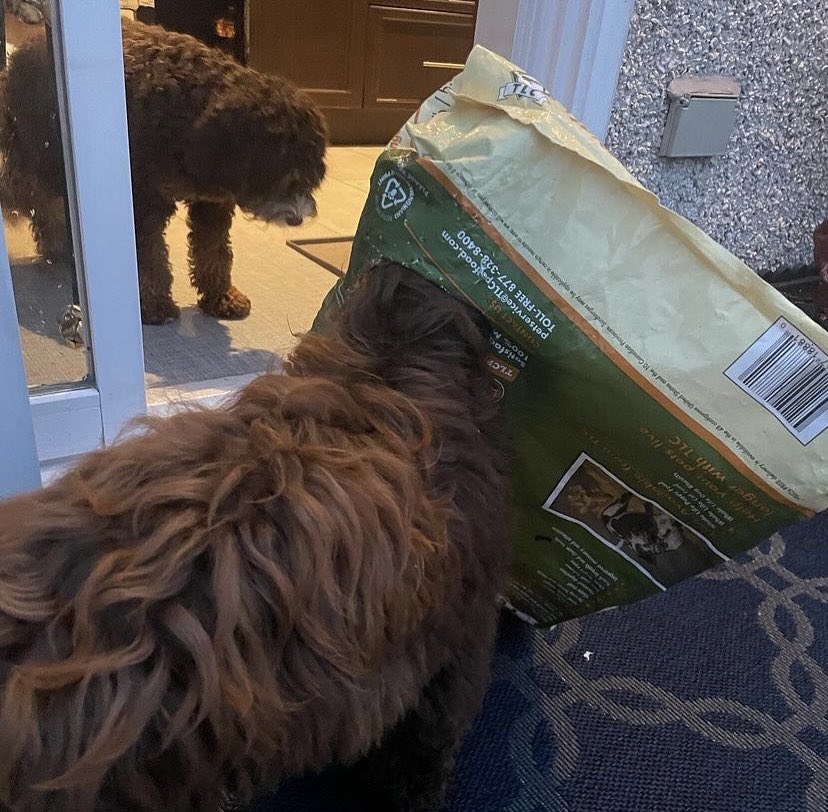 tlcpetfood's tweet photo. Team work for some extra TLC!๐พ๐งก @maya.chloe_doodettes #tlcpetfood #dogfood #dogfooddelivery #freedelivery #dogmom #cutedogs #falldogs https://t.co/oNIi2WH6WG