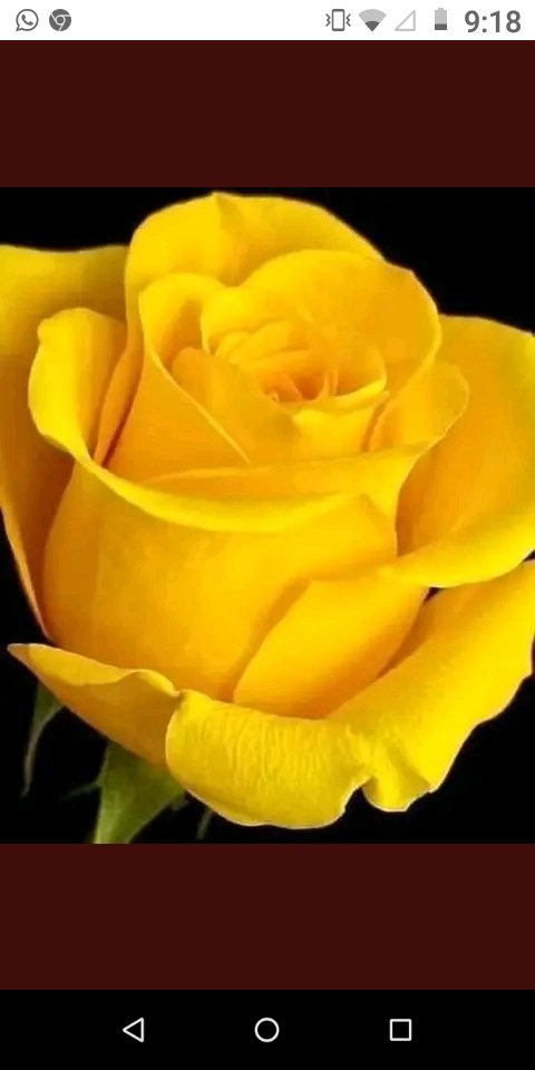 Linda tarde