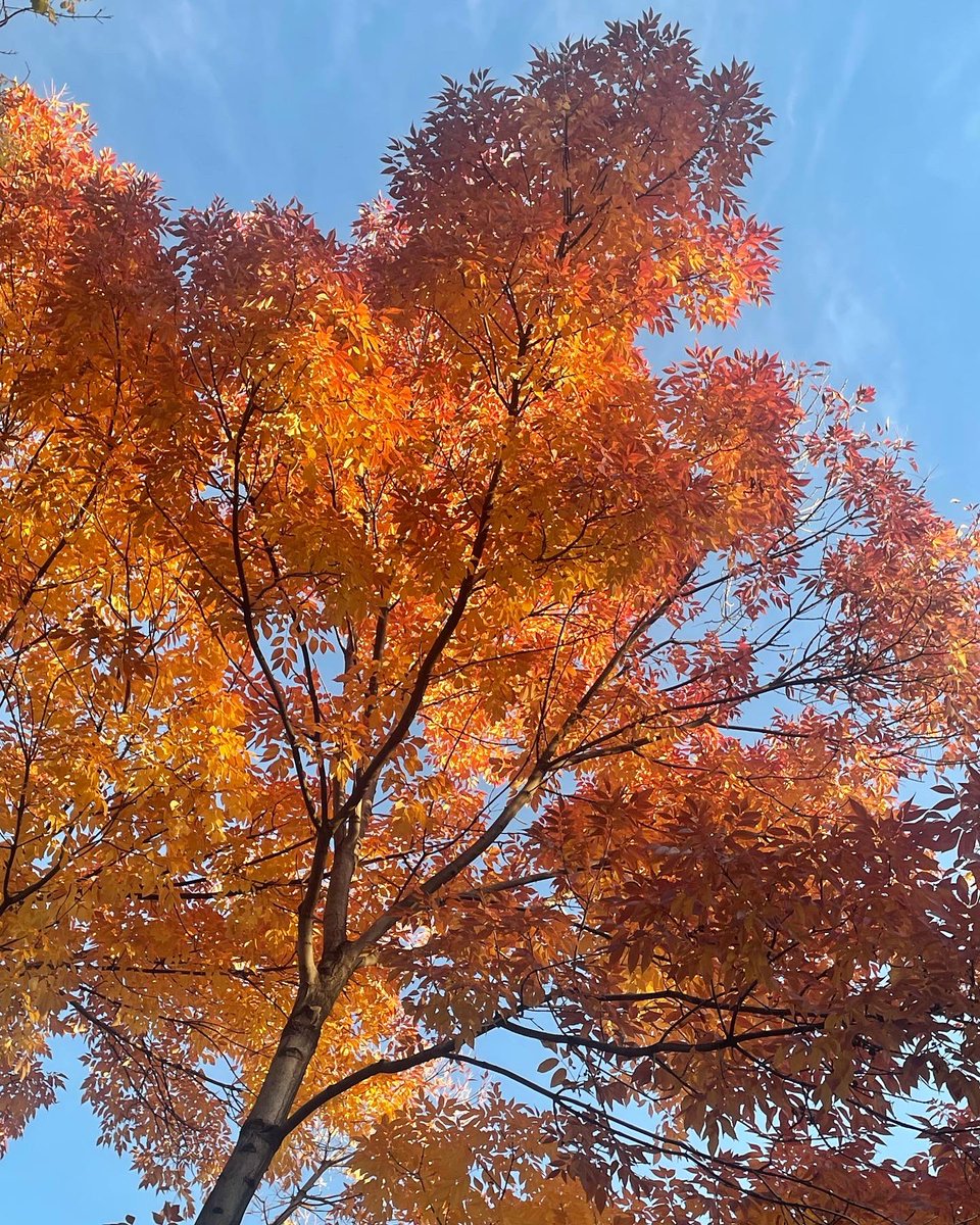 sophiakb_writes's tweet photo. A grumpy, not-enough-sleep, kids-are-fighting kind of day, but at least the leaves are beautiful.
#amwriting #amquerying #autumnleaves #autumnincolorado #fallleaves #coloradoleaves #whydokidsfight https://t.co/rhyGThviP1