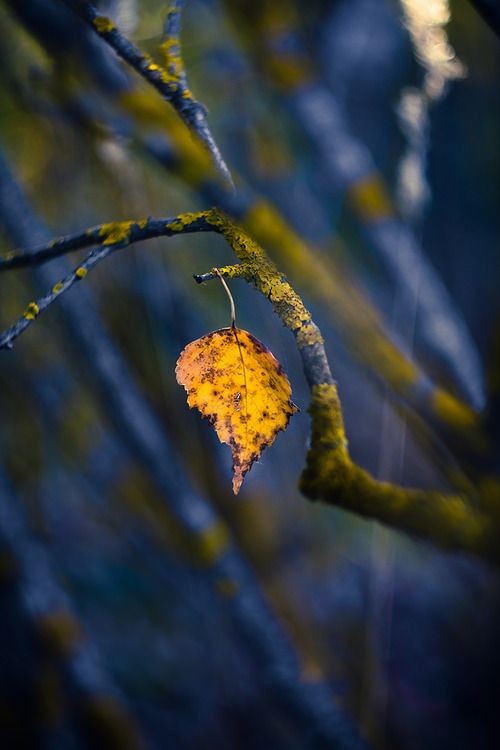 CarloAbril2's tweet photo. How beautifully
Leaves grow old.
How full of light and
Color are their
Last days. 🍂
   John Burroughs https://t.co/8wjn5KWyVz