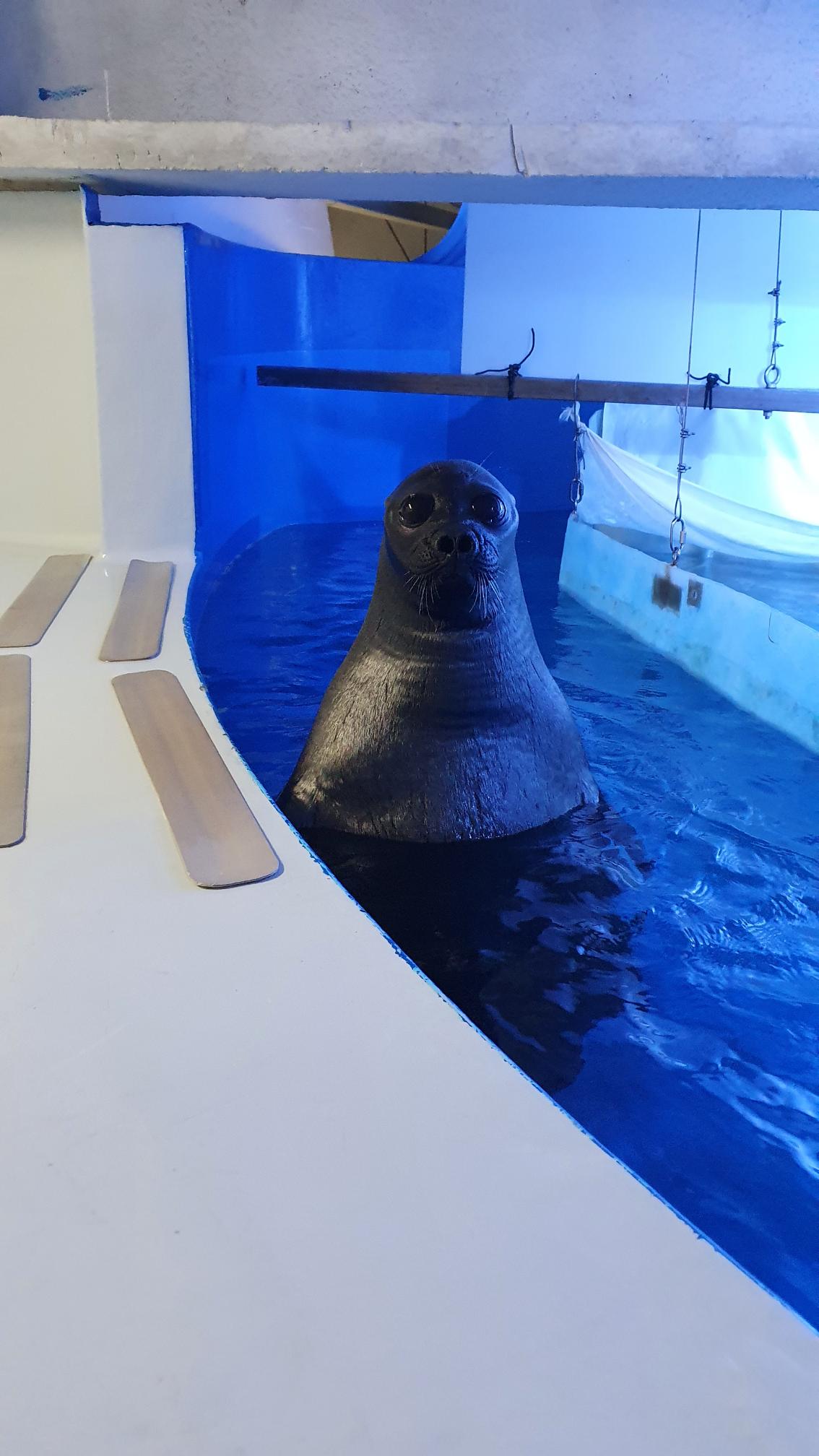 サンシャイン水族館 アザラシ のバックヤードに入ると いつもこっちをじーーーーっと見ているアザラシがいるんです バイカルアザラシ のレオです 直立不動のアザラシはいつ見ても飽きません バイカルアザラシ アザラシ なで肩お父さん T