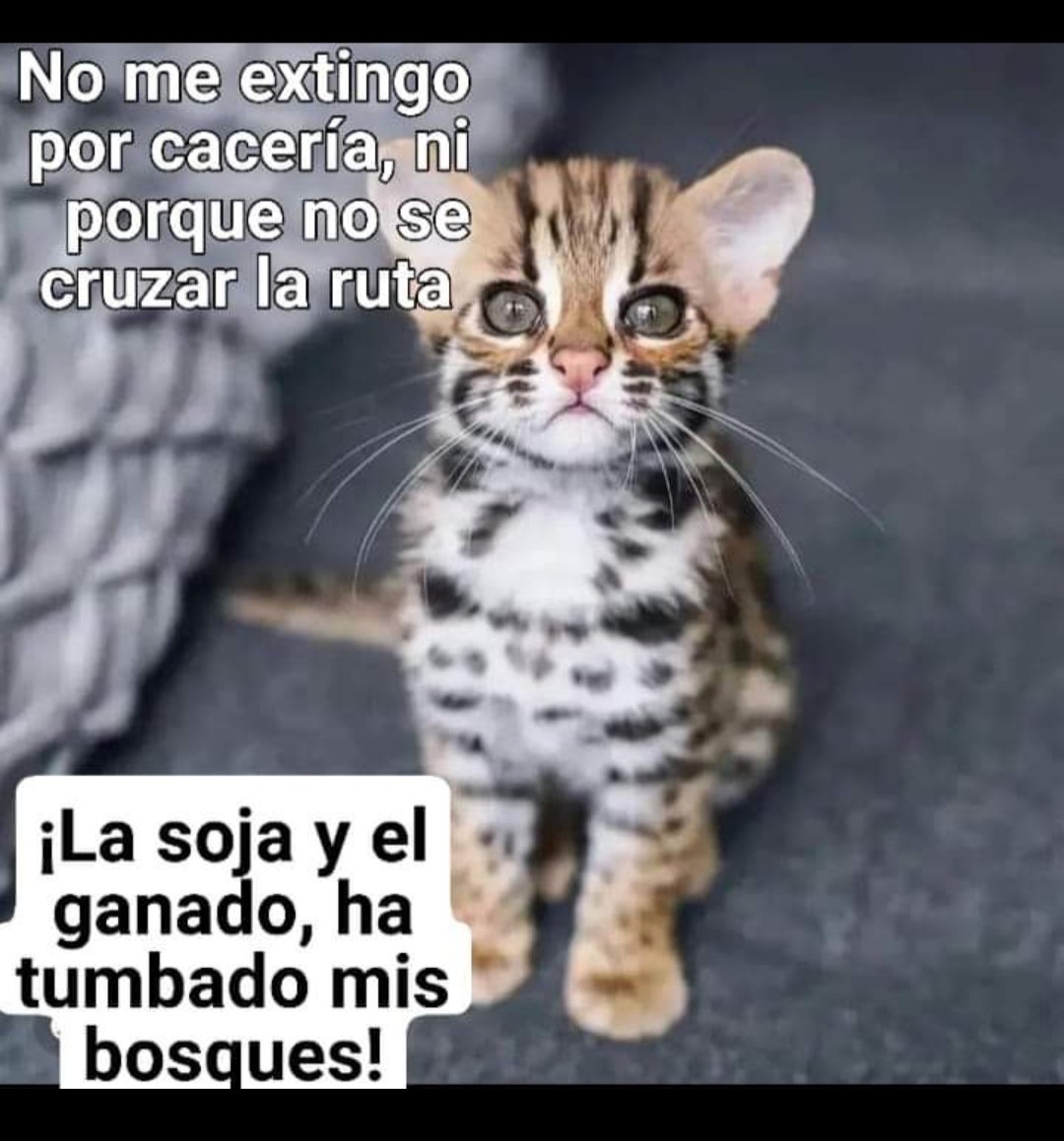 Diego Correa on Twitter: Diego Correa on Twitter: