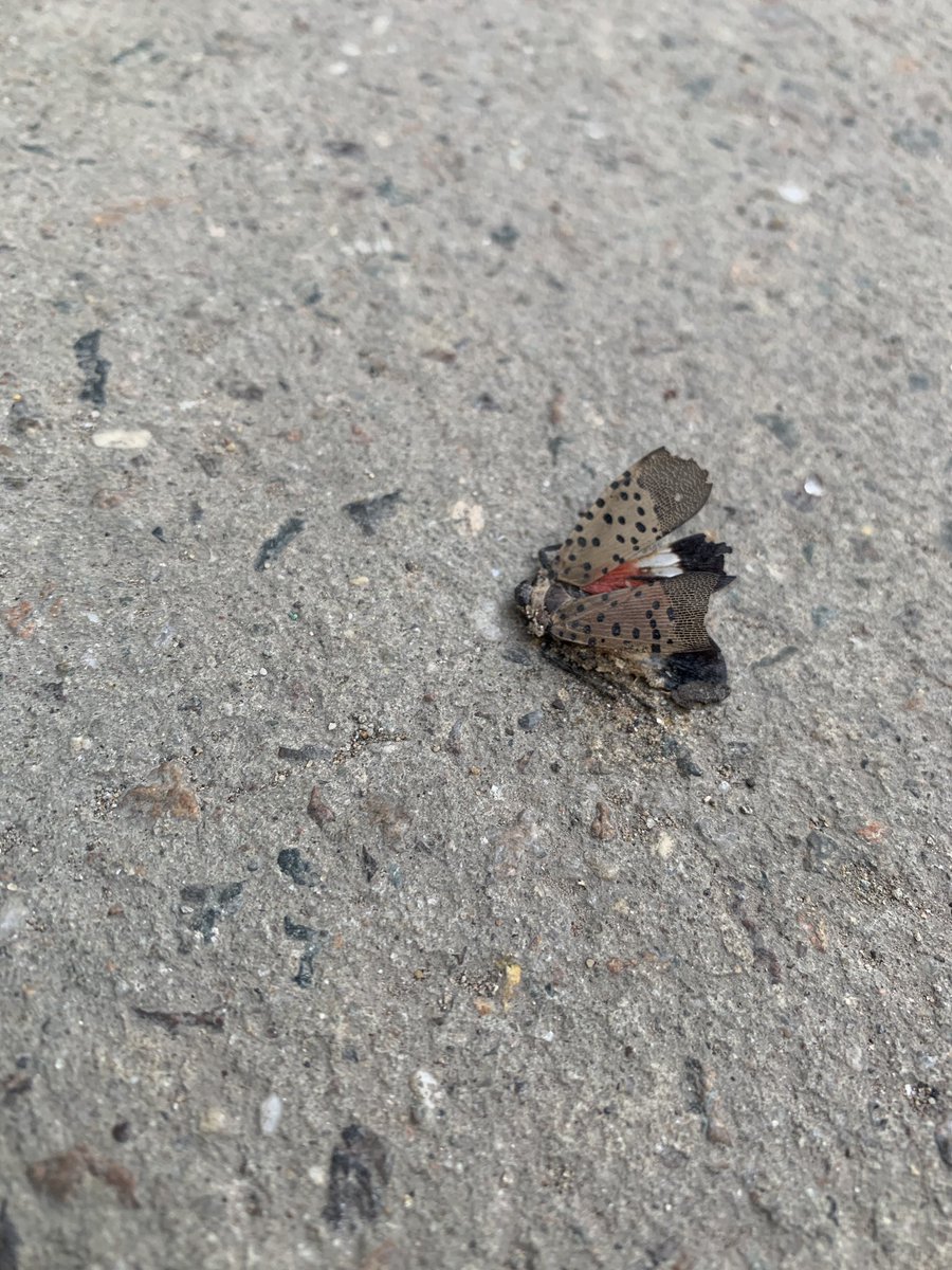 Lori Koenick tweet media