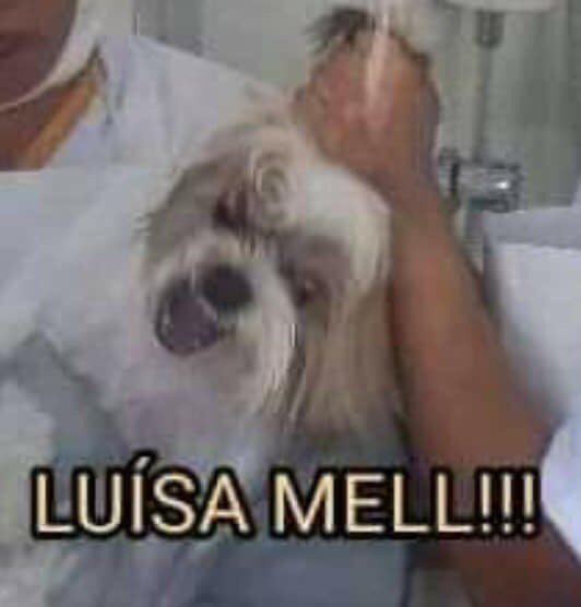 well_author's tweet photo. Gente, o Lula tá macetando muito o Bolsonaro nesse debate. Vai com calma, Lula. Violência contra os animais também não é legal. #DebateNaBand https://t.co/28ZkxIrMfI