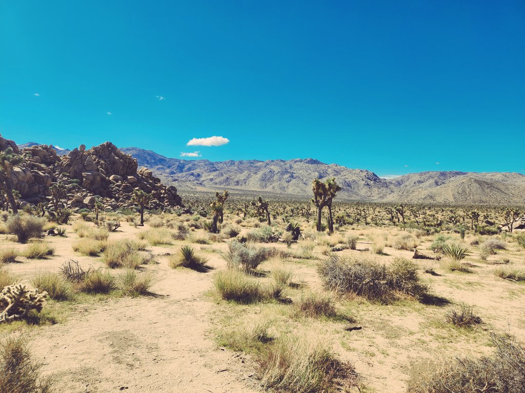 ConvergencePool's tweet image. Got to visit Joshua Tree National Park today. Pristine and beautiful.