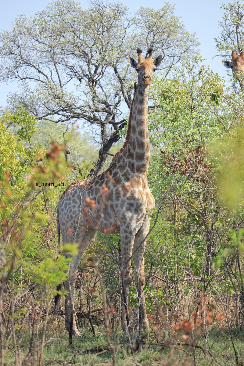 AsHeartArt's tweet photo. With our @arnold_mzimba on a long leave since January this year, he recently shared his #wildlifephotography shots from the @KrugerNational.

#a_heart_art #elephant #giraffe #impala https://t.co/5KGlaOsZMu