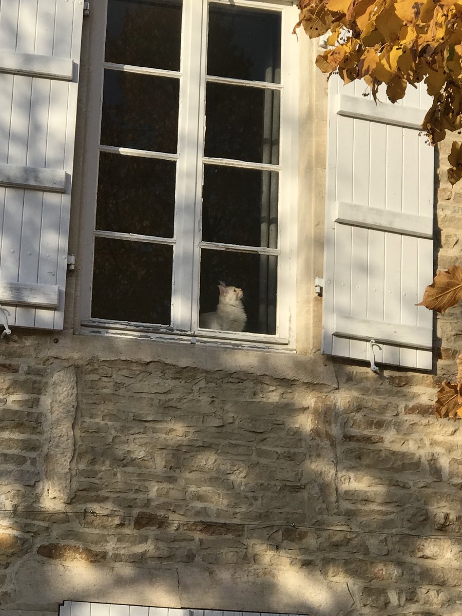 Rockin in Meursault and with the puss in Pouligny Montrachet