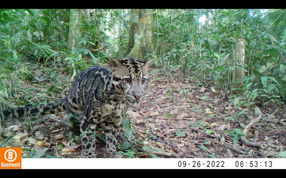 indiratendi's tweet photo. Foto macan dahan &amp; kucing emas dari camera trap yang dipasang tim patroli kami di Sumatera https://t.co/K6RgqzpOxa