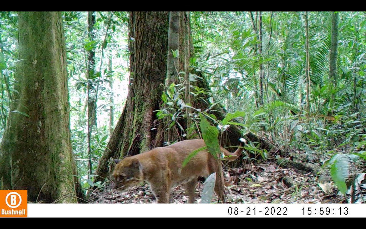 indiratendi's tweet photo. Foto macan dahan &amp; kucing emas dari camera trap yang dipasang tim patroli kami di Sumatera https://t.co/K6RgqzpOxa