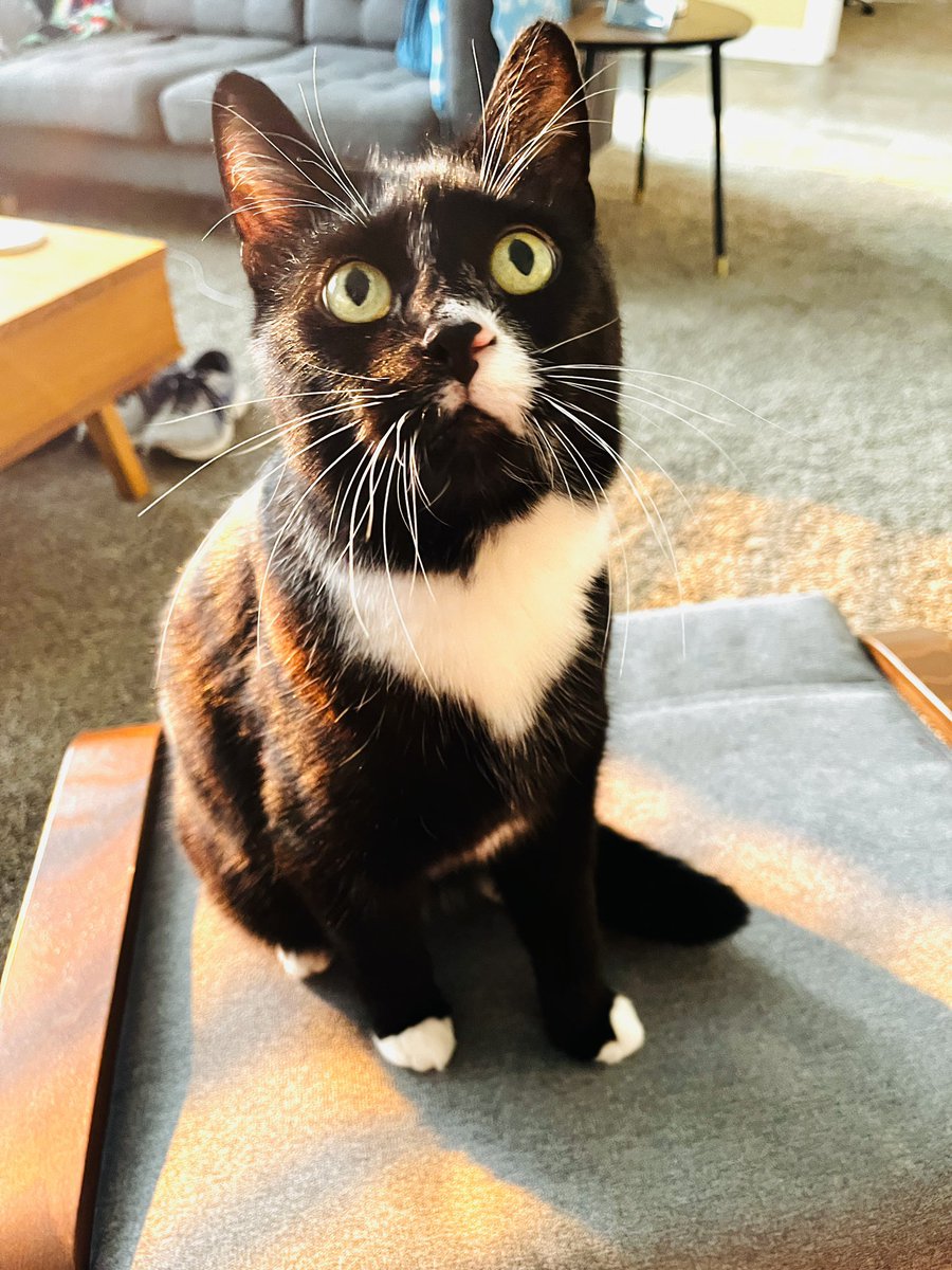 Northernmedic's tweet photo. Safe to say every #paramedic essay I’ve graded today has been cross-checked by this beast! Took longer than expected due to him being so meticulous! #CatsofTwittter #tuxedocat #paramedic #workingonasunday https://t.co/tYtiepXnGu