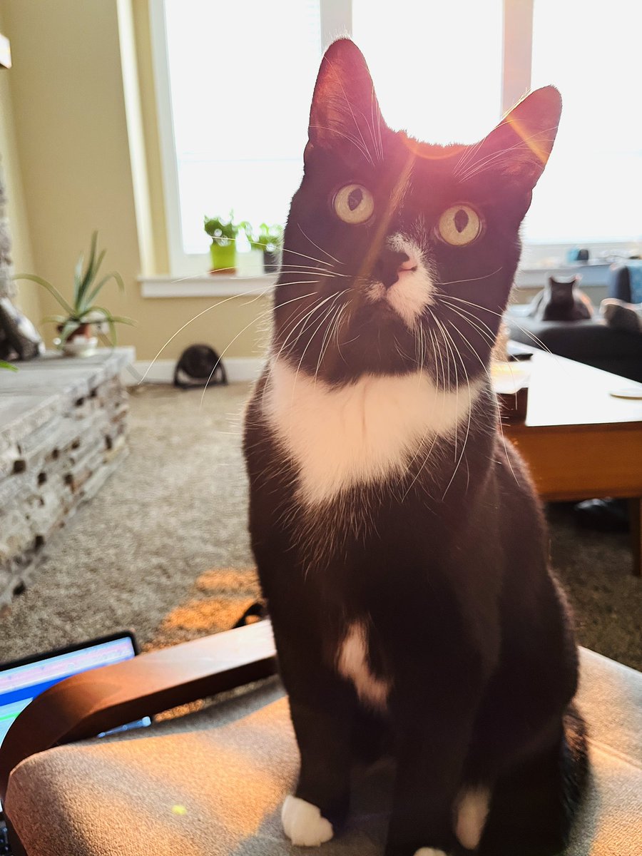 Northernmedic's tweet photo. Safe to say every #paramedic essay I’ve graded today has been cross-checked by this beast! Took longer than expected due to him being so meticulous! #CatsofTwittter #tuxedocat #paramedic #workingonasunday https://t.co/tYtiepXnGu