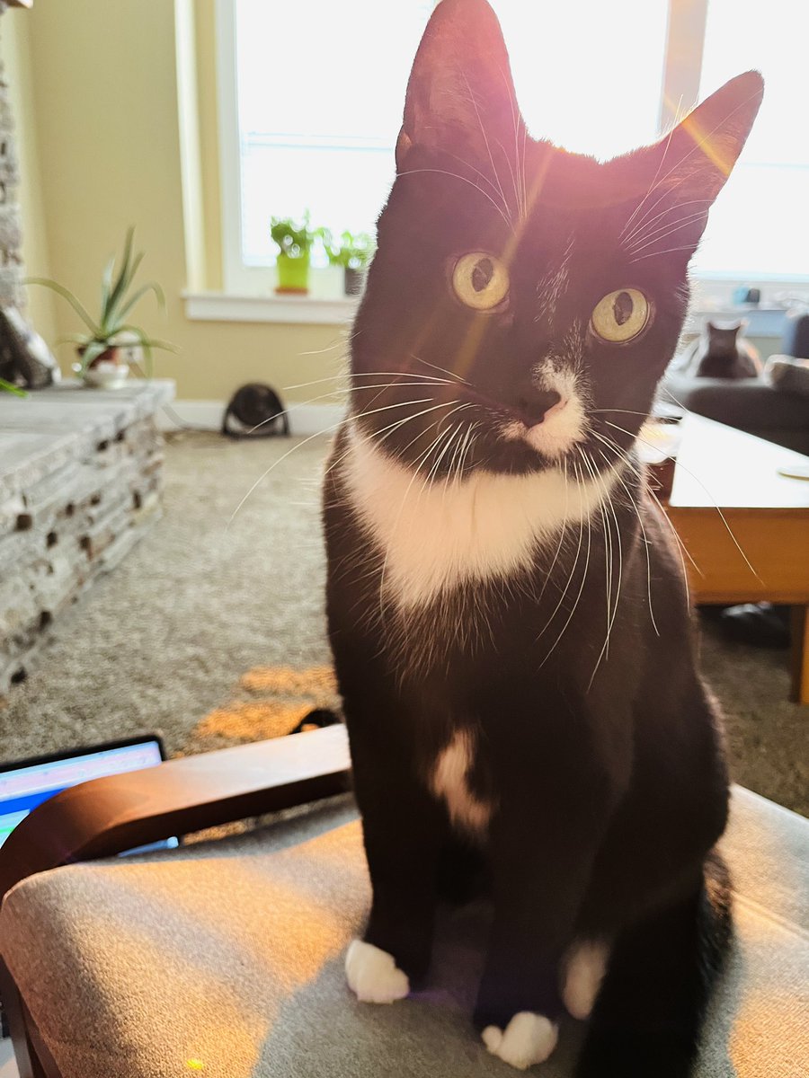 Northernmedic's tweet photo. Safe to say every #paramedic essay I’ve graded today has been cross-checked by this beast! Took longer than expected due to him being so meticulous! #CatsofTwittter #tuxedocat #paramedic #workingonasunday https://t.co/tYtiepXnGu