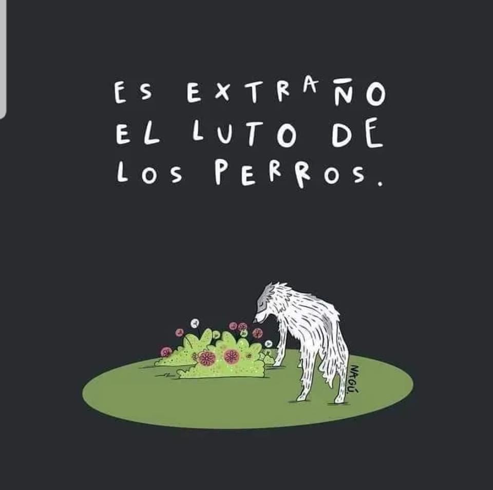 FundacionToby's tweet image. El extraño luto de los perritos ☹️

(1)