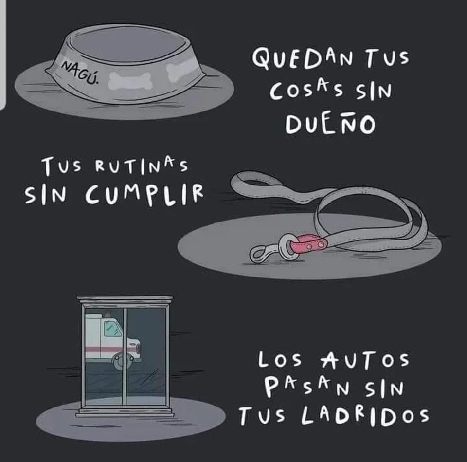 FundacionToby's tweet image. El extraño luto de los perritos ☹️

(1)