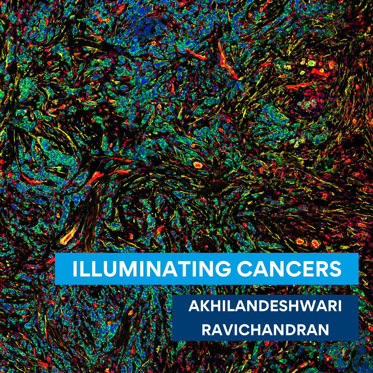 QUT's tweet image. The image is a scan from GeoMx digital spatial profiling workspace.  #QUTEngineering @akhila1991  #QUTResearch #QUTResearchInFocus