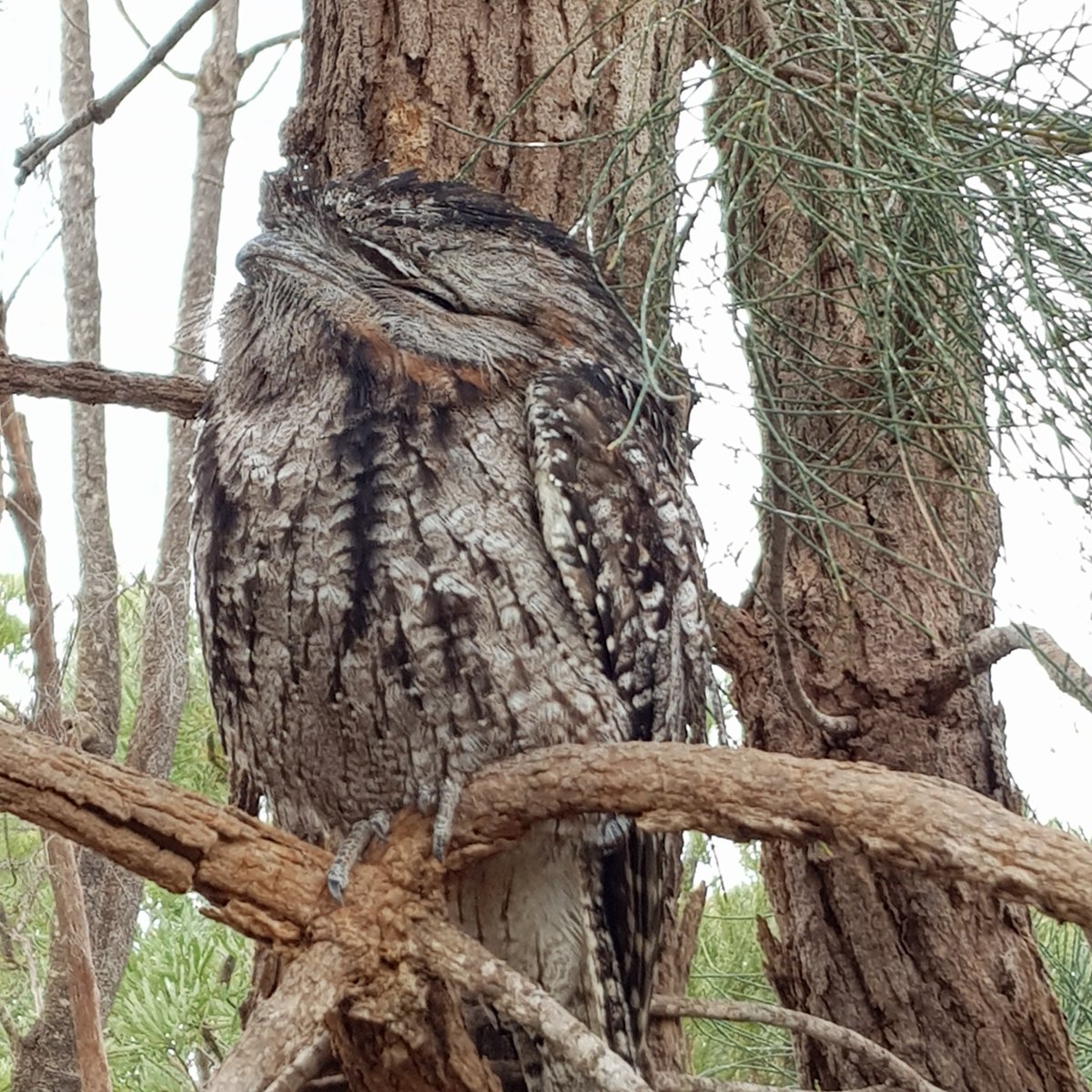 cityofmelville's tweet image. Help support our #nativebird species in our City by planting native, providing permanent water sources, keeping cats indoors and refraining from using rodenticides. @BirdlifeOz #NationalBirdWeek

Contribute to Australia’s biggest citizen science project: ow.ly/ag1N50KGtLo