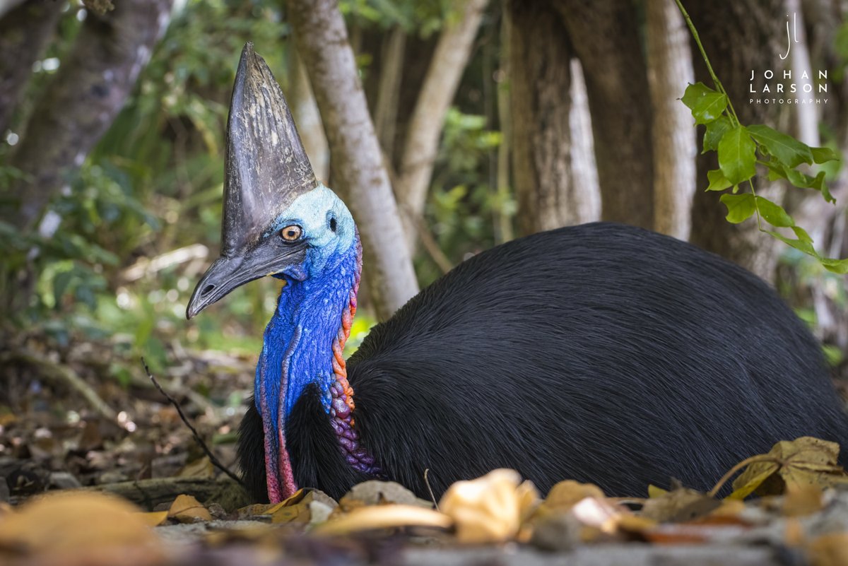 johanLphoto's tweet photo. A southern #Cassowary taking a rest in the middle of the day at #Ettybay, QLD, Australia. https://t.co/Gh6P84yQ1K