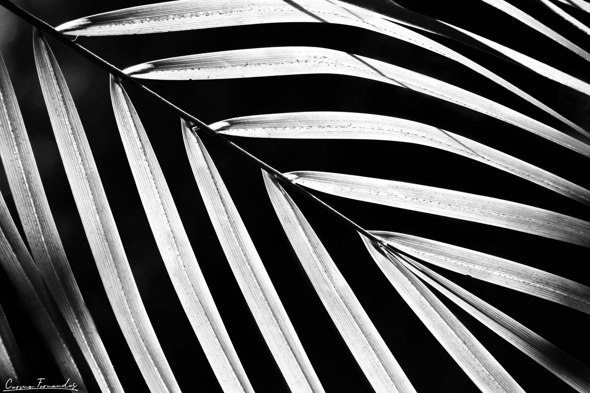 Raider_Warrior's tweet photo. It's the nature of a strong heart, that's like the palm tree. It strives up towards the Light when it's most burdened🖤#TCCFilltheFrame #Canon #NaturePhotography #canonphotography #ThePhotoHour #photography #blackandwhitephotography #Abstract #photo #photooftheday #photographer https://t.co/KzyOYAzv9f