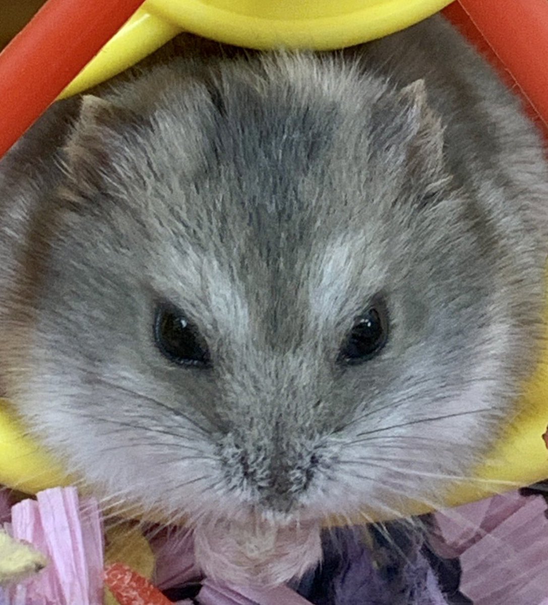 ハムスターちゃんねる Hamsterhamste Twitter