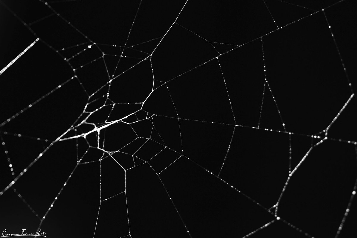 Raider_Warrior's tweet photo. Each of us is a unique strand in the web of life and here to make a difference.🖤 #TCCFilltheFrame #Canon #NaturePhotography #canonphotography #ThePhotoHour #photography #blackandwhitephotography #Abstract #photooftheday #photographer #TheCapturedCollective #macrophotography https://t.co/EU43l9aHiw