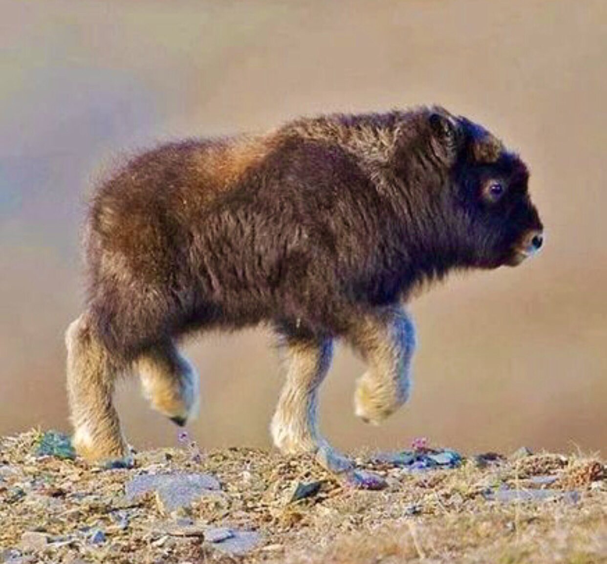 Lakota Man on Twitter: 