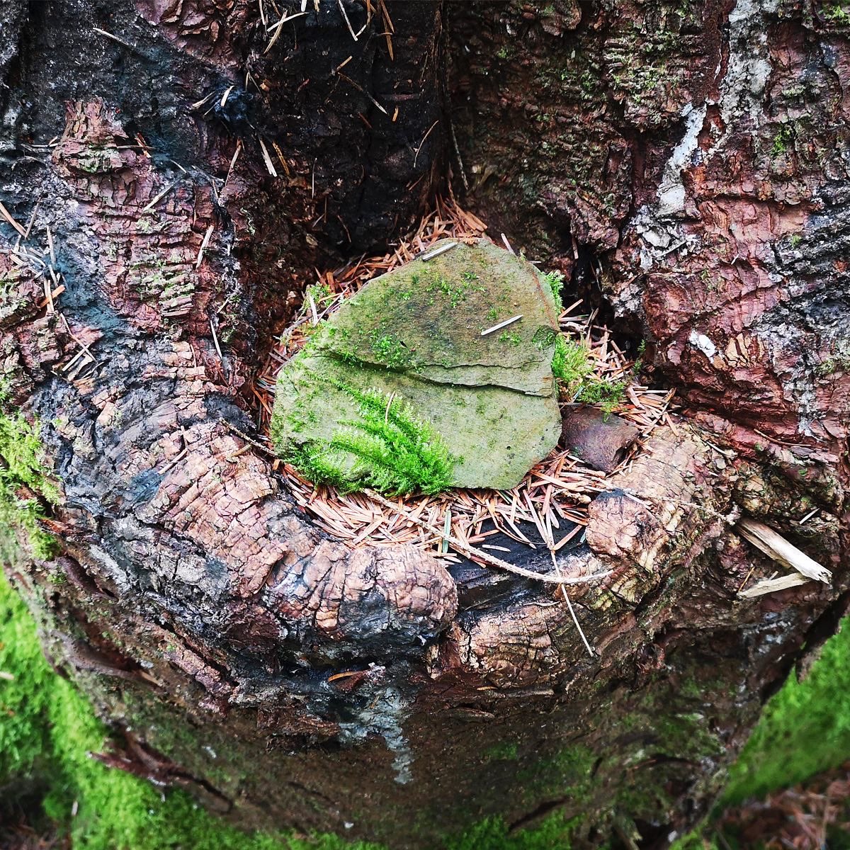 dlrArts's tweet photo. Have you seen Nasrin Golden’s photographic work responding to the idea of Local Radicles, our Autumn/Winter 2022 theme?
Feeling inspired? Contribute your art tagged with #dlrLens and #dlrLens_LocalRadicles
@dlrcc @dlrLexIcon @artnetdlr https://t.co/fJpYSOEnn3