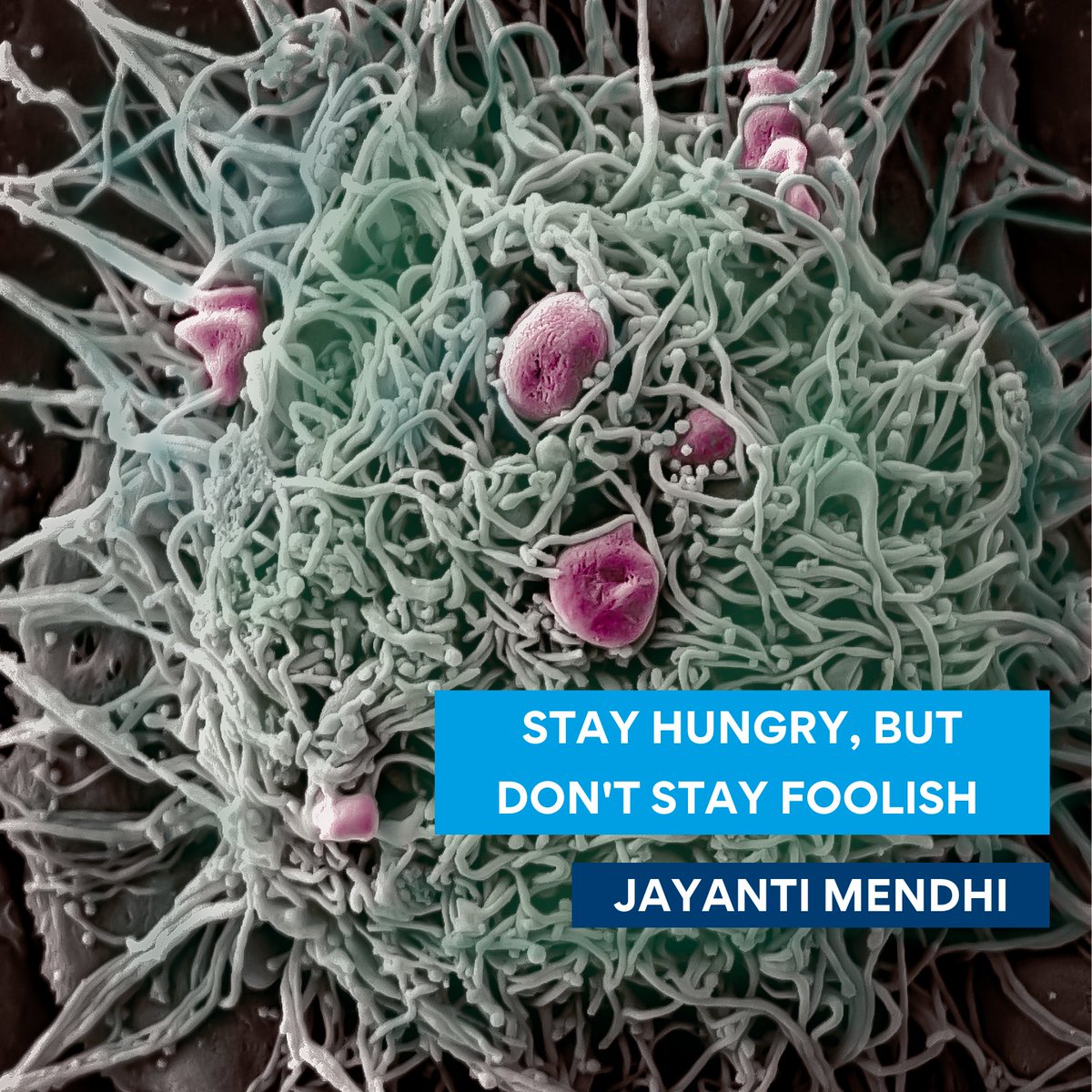 This is an electron microscopy image showing bacteria (in pink) being engulfed by an activated macrophage cell <a href="/JayantiMendhi/">Jayanti</a> #QUTHealth #QUTResearch #QUTResearchInFocus