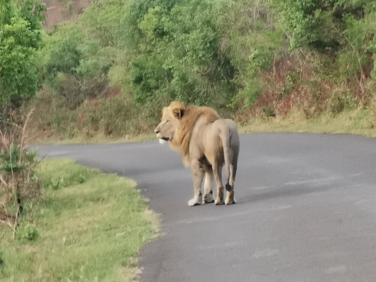 What a beautiful goodbye by @EZEMVELOKZNWild Hluhluwe Imfolozi Park. @ms_tourist @Tourism_gov_za #NaturePhotograhpy #NatureTourism #Sustainable #RethinkTourism