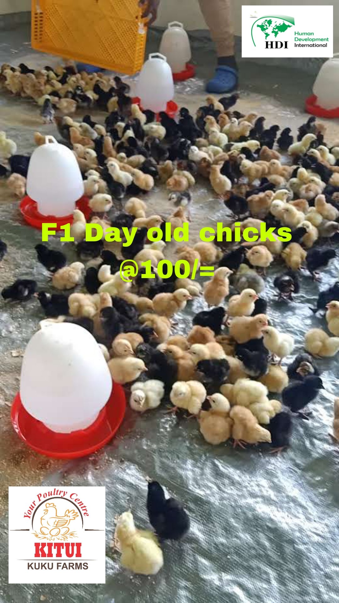 Kitui Kuku Farms (HDIC) (kituikukufarms) / Twitter