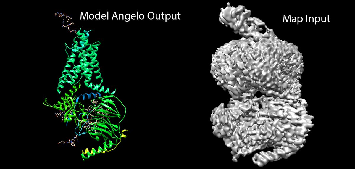 I think the AI is definitely coming for my job. First shot at model_angelo with a pretty average map.... On a RTX3080 this only took 5 minutes... And it mostly got the sequence right! 🤯🤯🤯 Amazing work by @jamaliki1998 @kimanius and @SjorsScheres.