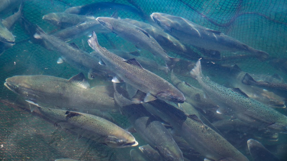 JapanGov's tweet photo. A new cyclical aquaculture technique from @Smolt_Inc is growing #CherrySalmon up to 10 times larger &amp; increasing roe yields by cycling between inland and ocean pens. Their new specialty products are now helping revitalize local industry.
https://t.co/BTqWuDyzG2

#InnovationJapan https://t.co/2D57ppnVIv