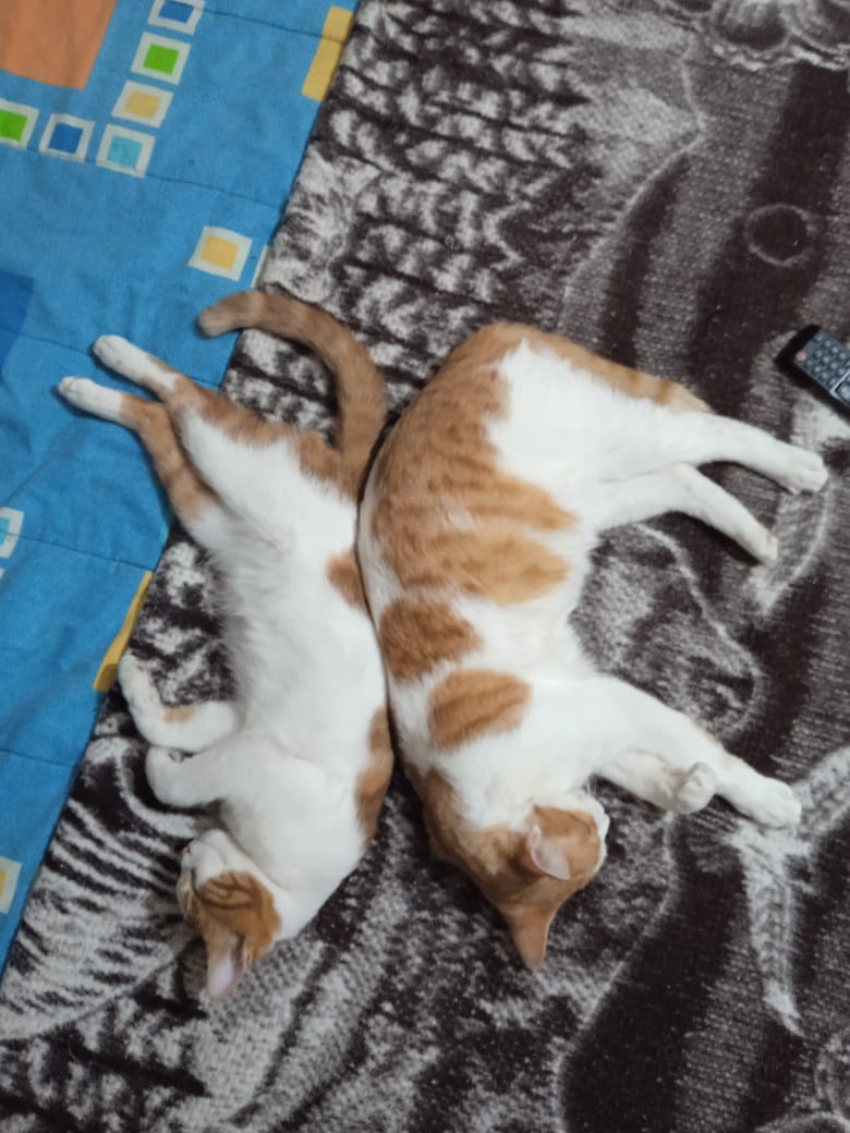 BBebecillo's tweet photo. Aiñ son tan hermosos https://t.co/X5slsubtBe