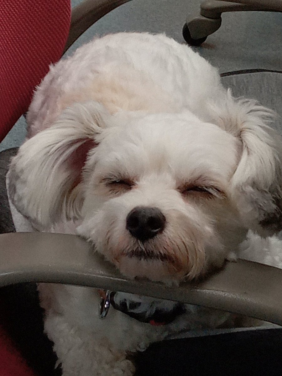 oakMisawa's tweet photo. 💤 https://t.co/4Dlcv99DlM