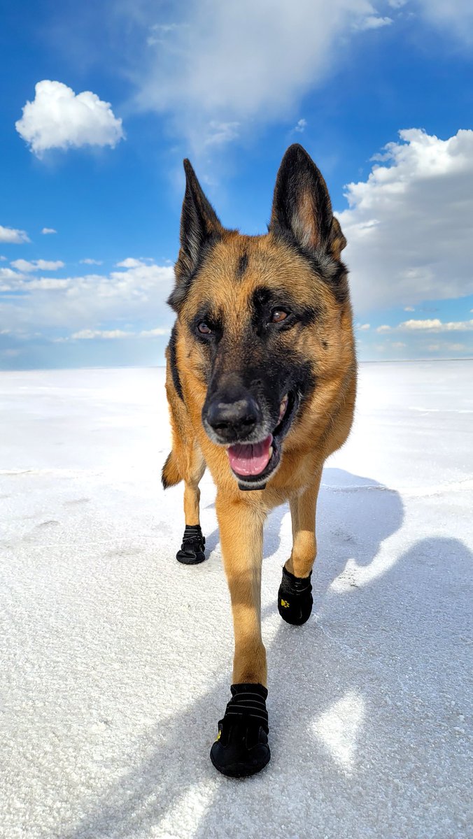 ___Whitney_'s tweet photo. #Gsd #dog https://t.co/djRlhaDiyg