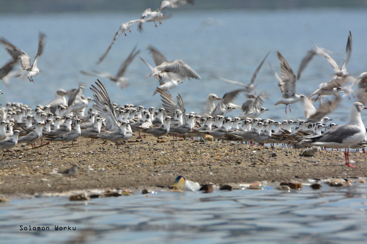 solwors's tweet photo. Seagulls - Group 

Lake Shalla, Abijata-Shalla Lakes National Park 
#wildlifephotography
#birdphotography
#birdwatching https://t.co/u6WweyX8tK