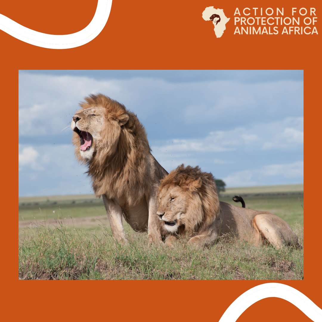 Top 114+ Wild animals in action - Merkantilaklubben.org