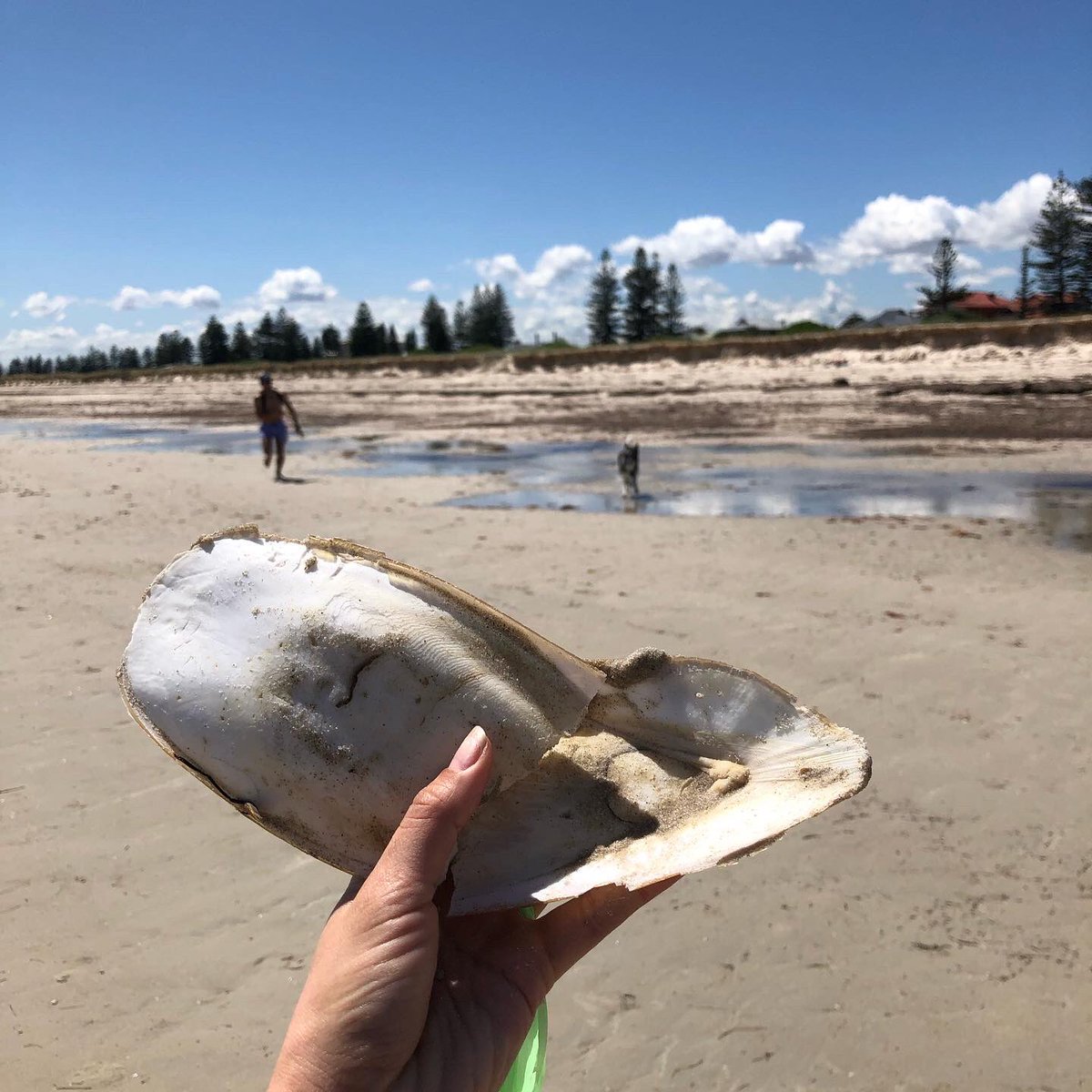 DonlonErica's tweet photo. Cuttlebones 🦑🦴
They arent just for research. Our dog Tsumi loves them too 🥰
Featuring a #GiantAustralianCuttlefish #cuttlebone found at Semaphore beach, South Asutralia
@MARISLabs https://t.co/hDWlzL3TwT