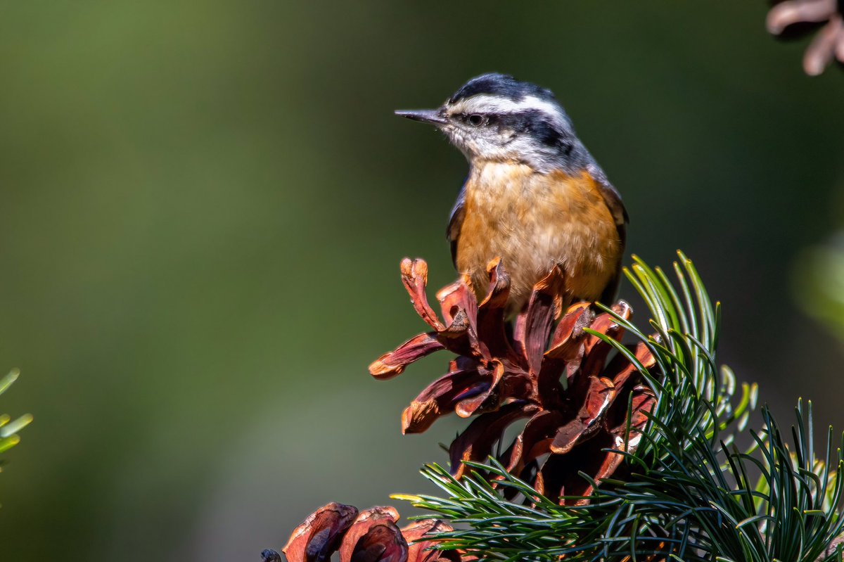 mitoGFP's tweet photo. Red-breasted Nuthatch from last week @BirdingBobNYC #birdcpp #BirdsSeenIn2022 #birdwatching #birding #BirdTwitter #urbanbirding #fallmigration @inaturalist #BirdsofNYC #fallmigrants #nuthatch #birdphotography #wildlifephotography https://t.co/HZd28JRsYX